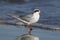 Forster`s Tern resting on a beach in winter