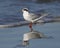 Forster`s Tern resting on a beach in winter