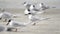 Forster`s Tern seagull on Hilton Head Island Beach, South Carolina