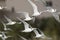 Forster`s Tern seagulls flying on Hilton Head Island Beach, South Carolina