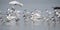 Forster`s Tern seagulls on Hilton Head Island Beach, South Carolina