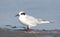 Forster\'s Tern, Sterna forsteri