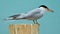 Forster`s Tern Sterna forsteri