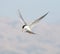 Forster\'s tern (Sterna forsteri) in flight