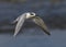 Forster`s Tern Sterna forsteri, nonbreeding in flight