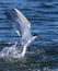 Forster`s Terns catching food