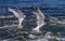 Forster`s Terns catching food