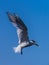 Forster`s Terns looking for food