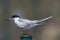 Forster stern, Forsters Tern, Sterna forsteri