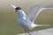 Forster stern, Forsters Tern, Sterna forsteri