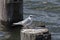 Forsters Tern