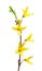 Forsythia