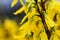 Forsythia