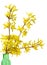 Forsythia