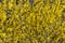 Forsythia beautiful blooming yellow flowers background closeup