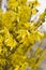 Forsythia is blooming. The bush is in yellow flowers on the blurred background. Natural golden bush flowers. Spring garden