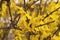 Forsythia is blooming. The bush is in yellow flowers on the blurred background. Natural golden bush flowers. Spring garden