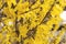 Forsythia is blooming. The bush is in yellow flowers on the blurred background. Natural golden bush flowers. Spring garden