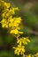 Forsythia blooming yellow flowers