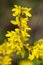 Forsythia blooming yellow flowers