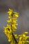 Forsythia blooming yellow flowers