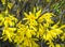 Forsythia in blossom shrub. Beautiful yellow flowers.