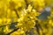 Forsythia blossoming in public park