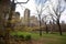 Forsythia blossoming trees, the Pond, Central Park