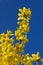 Forsythia branch full bloom and blue sky