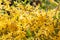 Forsythia branch strewn with yellow flowers