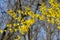 Forsythia branch with yellow blooms