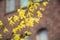 Forsythia branches