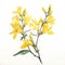 Forsythia brunch, yellow spring flowers bush isolated on white background. beautiful watercolour style illustration