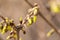 Forsythia buds just blooming in early spring