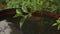 Forsythia bush and rainwater barrel