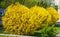 Forsythia bushes