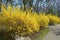 Forsythia Bushes in Yellow Bloom