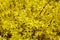 Forsythia or Easter tree blooming. Forsythia bush bloom. Flowering forsythia in springtime