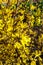 Forsythia is European, spring-flowering garden shrub. Yellow flowers close-up, vertical photo