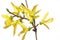 Forsythia flower branch