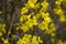 Forsythia flowering plant, also called Easter tree