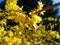 Forsythia-flowering shrub of gold