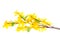 Forsythia flowers