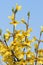 Forsythia flowers