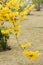 Forsythia flowers