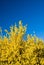 Forsythia flowers and blue sky in spring