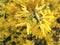 Forsythia flowers closeup blooming in spring garden bush, golden Bell, Border Forsythia