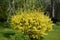 Forsythia flowers in front of with green grass