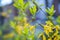 Forsythia flowers and green leaves