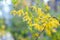 Forsythia flowers and green leaves